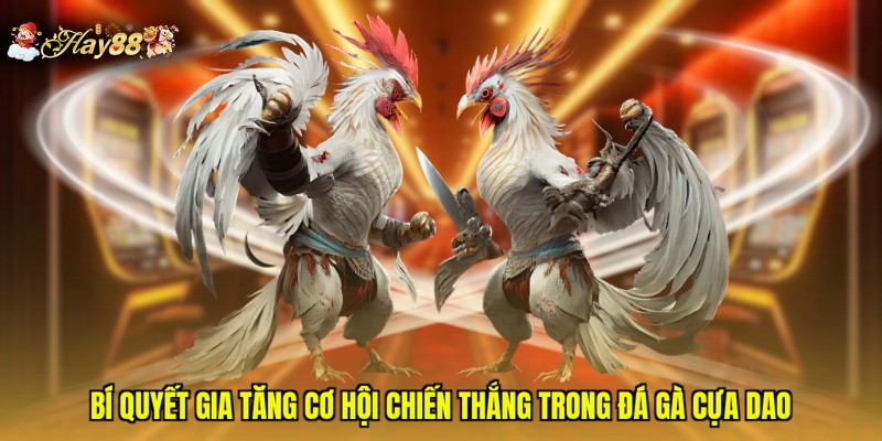 Bí quyết gia tăng cơ hội chiến thắng trong đá gà cựa dao