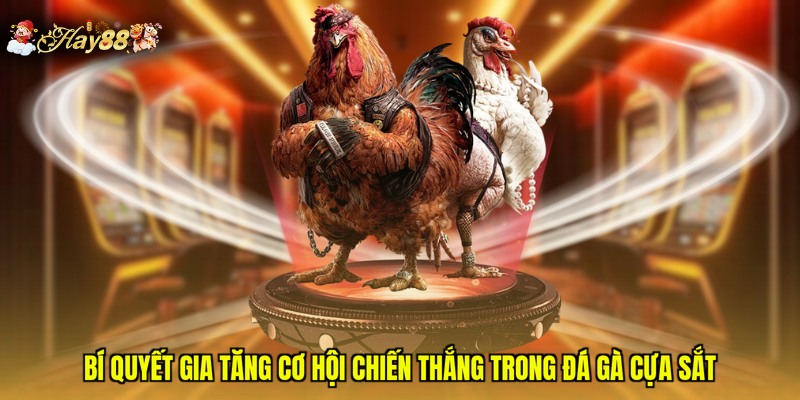 Bí quyết gia tăng cơ hội chiến thắng trong đá gà cựa sắt