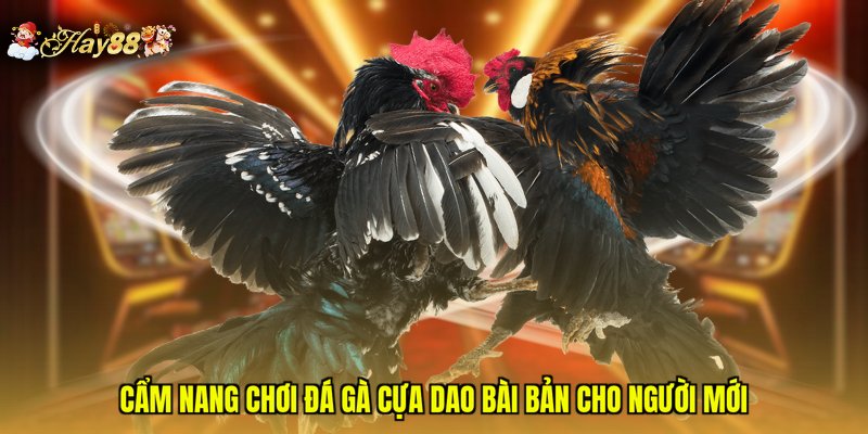 Cẩm nang chơi đá gà cựa dao bài bản cho người mới