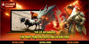 Đá Gà Myanmar - Cập Nhật Trận Đấu Kịch Tính Và Hấp Dẫn