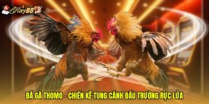 Đá Gà Thomo - Chiến Kê Tung Cánh Đấu Trường Rực Lửa