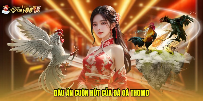 Dấu ấn cuốn hút của đá gà Thomo