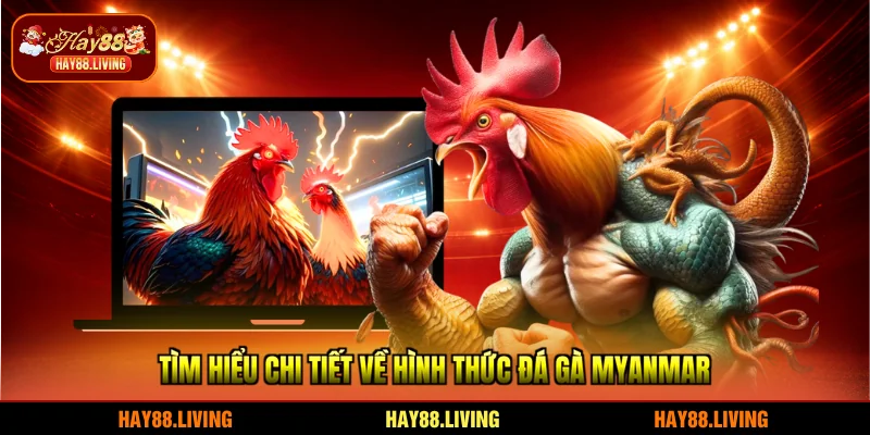 Tìm hiểu chi tiết về hình thức đá gà Myanmar