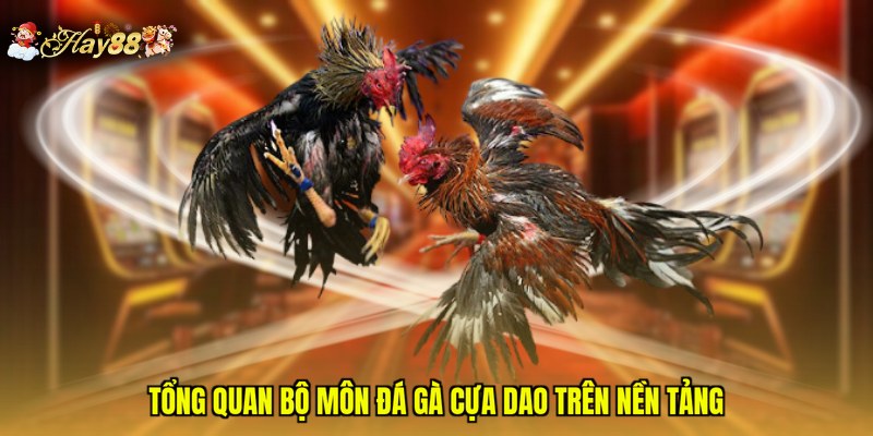 Tổng quan bộ môn đá gà cựa dao trên nền tảng